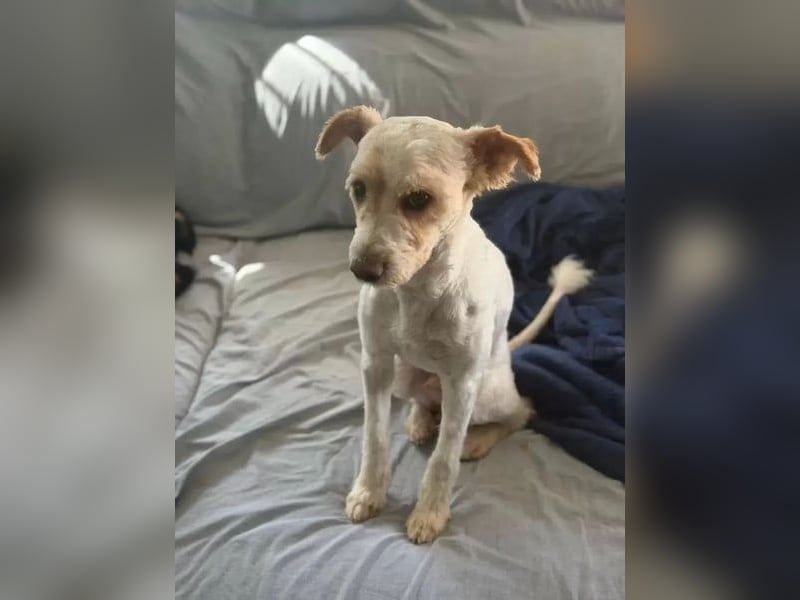 Canelo - vom verfilzten Fundhund zum treuen Familienfreund