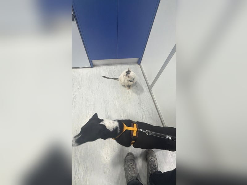 Benito, ein zarter Katzenfreund