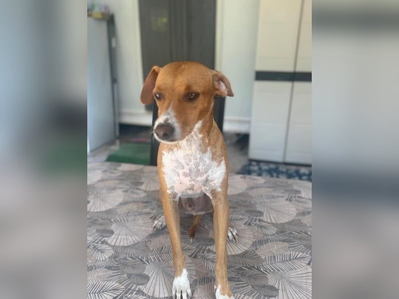 Rafa, freundlich und sensibel Rafa, freundlich und sensibel