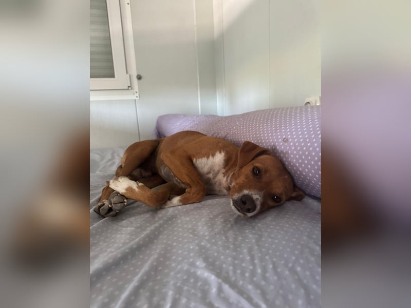 Rafa ,ein schüchternes Herzchen sucht seine Familie