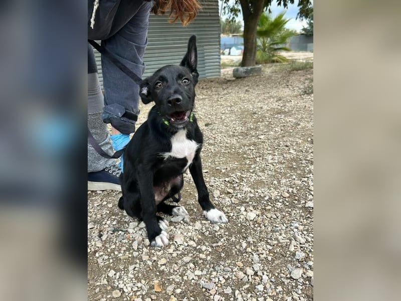 Mouse, als Baby einfach weggeworfen Mouse, als Baby einfach weggeworfen