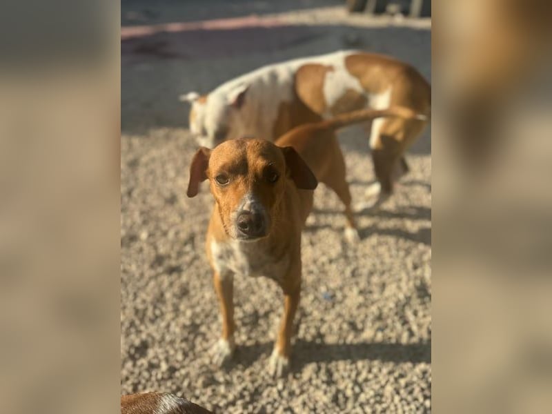 Rafa, freundlich und sensibel Rafa, freundlich und sensibel