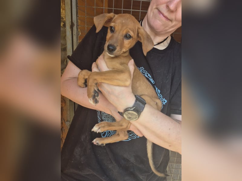 Akamaru, schüchterne Welpenmaus sucht Menschen, bei denen sie mutig werden darf