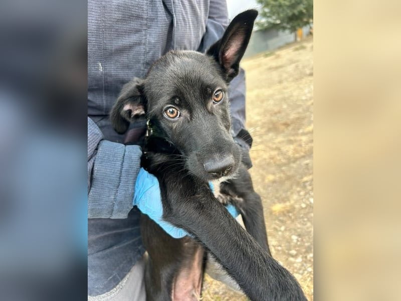 Mouse, als Baby einfach weggeworfen Mouse, als Baby einfach weggeworfen