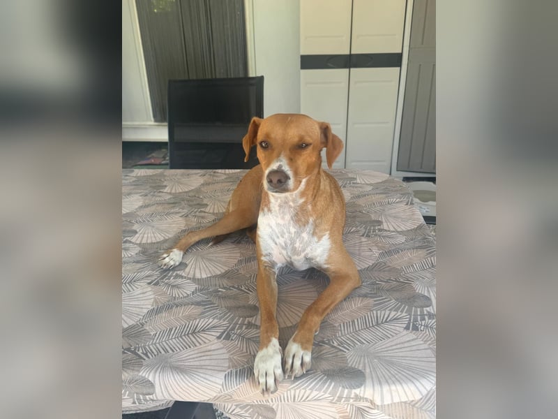Rafa ,ein schüchternes Herzchen sucht seine Familie