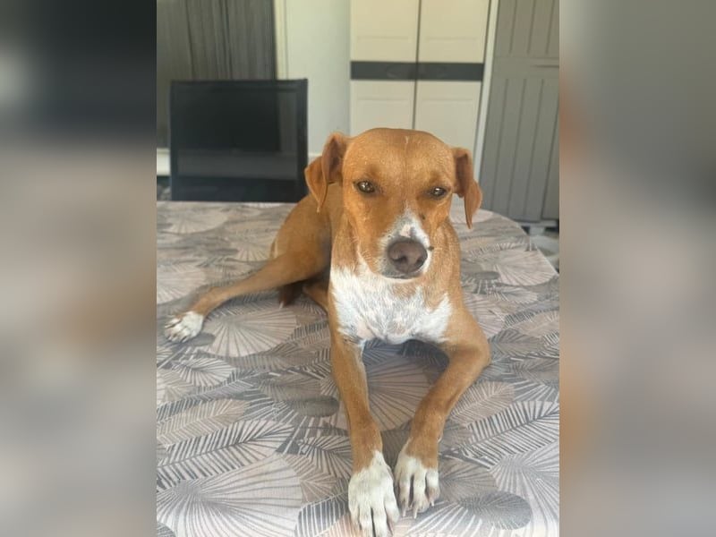 Rafa, freundlich und sensibel Rafa, freundlich und sensibel