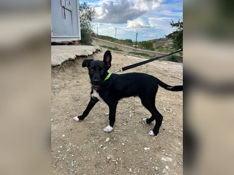 Mouse, als Baby einfach weggeworfen Mouse, als Baby einfach weggeworfen