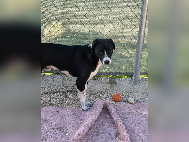 Benito, ein noch schüchterner Hundebub