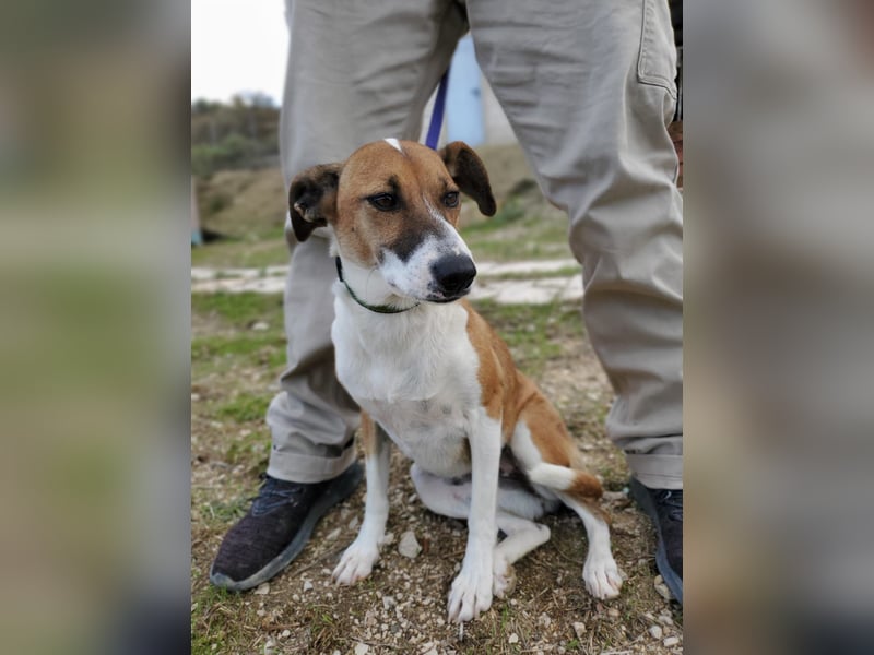 Athena - seit fast drei Jahren wartet sie im Tierheim