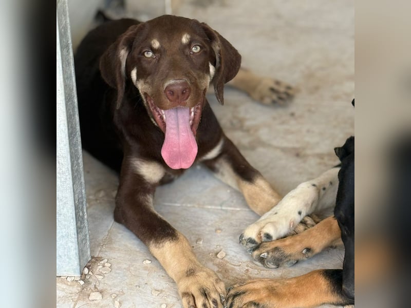 Bruno, ein hübsches freundliches Fellkind