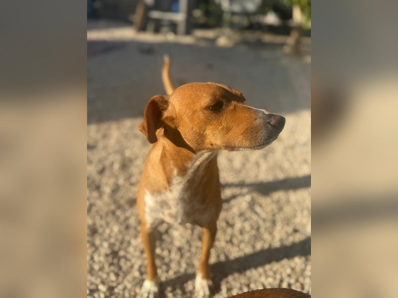 Rafa ,ein schüchternes Herzchen sucht seine Familie
