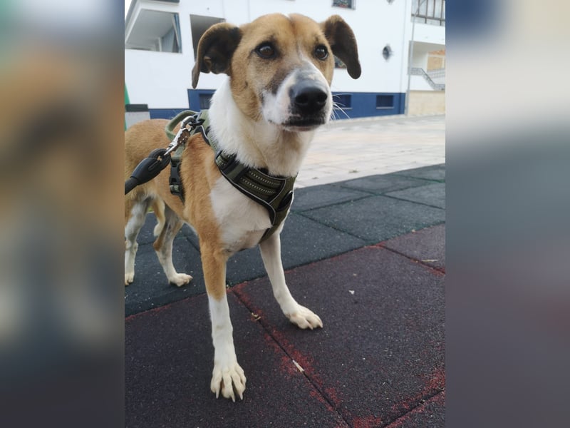 Athena - seit fast drei Jahren wartet sie im Tierheim