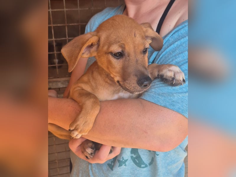 Fuet , kleiner Hundejunge möchte lernen, den Menschen zu vertrauen