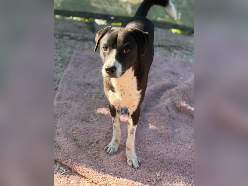 Benito, ein noch schüchterner Hundebub