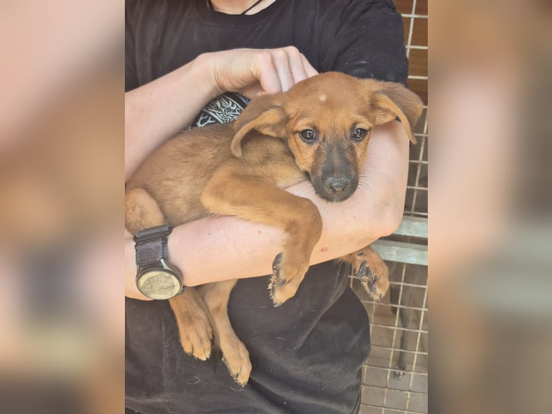 Pelusilla - ein zarter kleiner Hundejunge möchte Vertrauen lernen