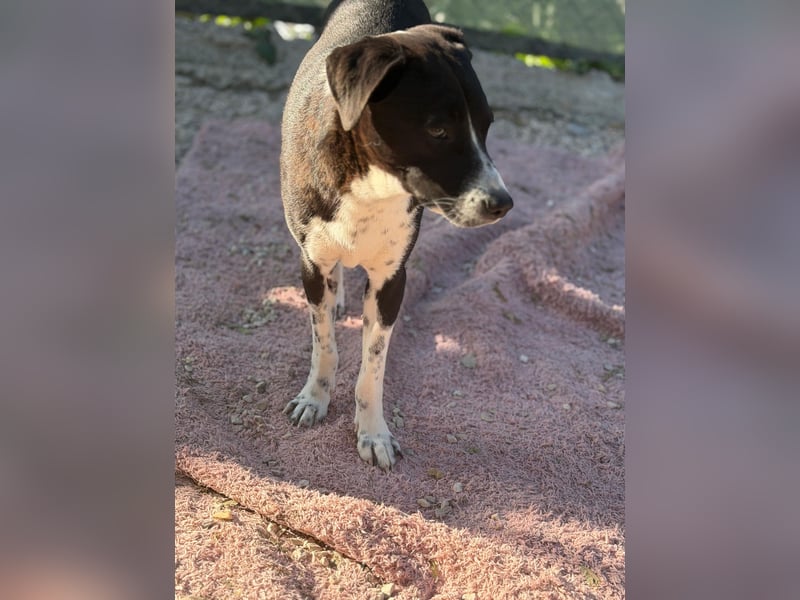 Benito, ein noch schüchterner Hundebub