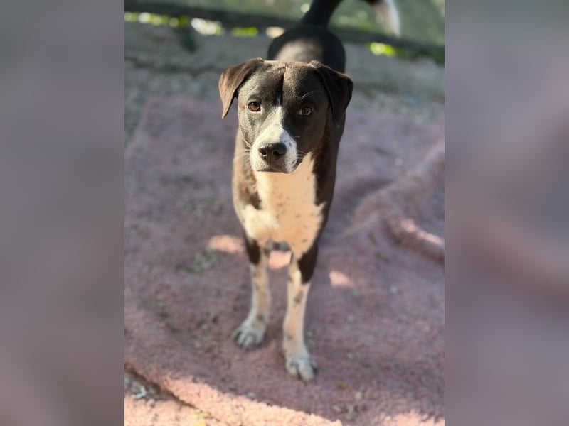 Benito, ein noch schüchterner Hundebub