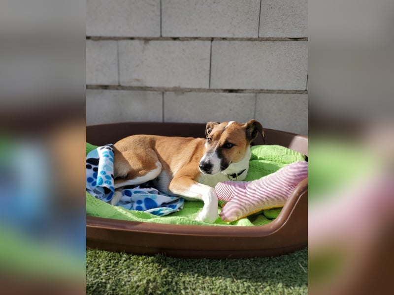 Athena - seit fast drei Jahren wartet sie im Tierheim