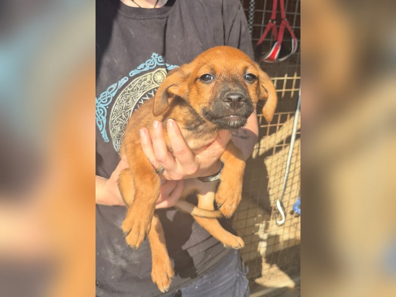 Pelusilla - ein zarter kleiner Hundejunge möchte Vertrauen lernen
