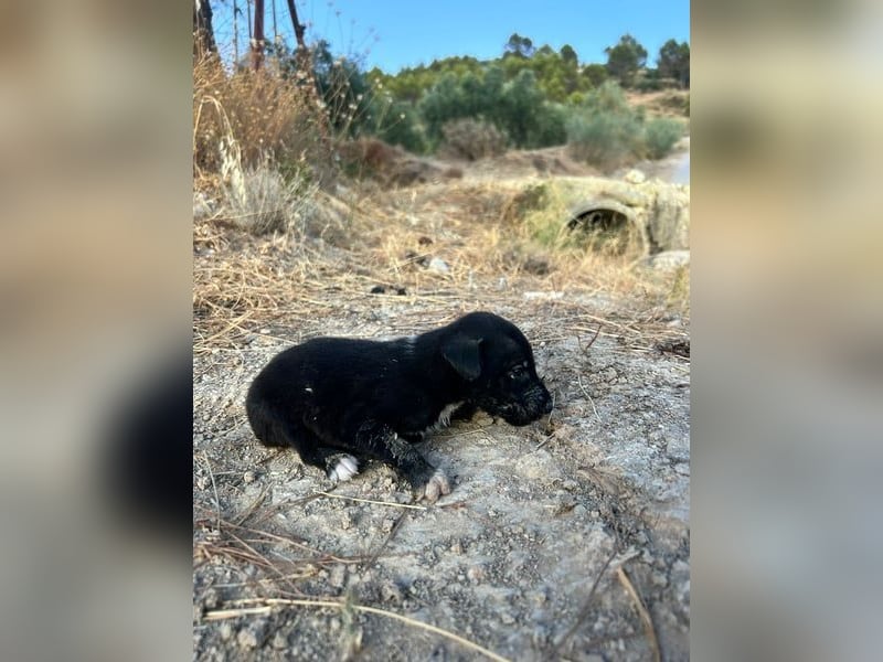 Mouse, als Baby einfach weggeworfen Mouse, als Baby einfach weggeworfen