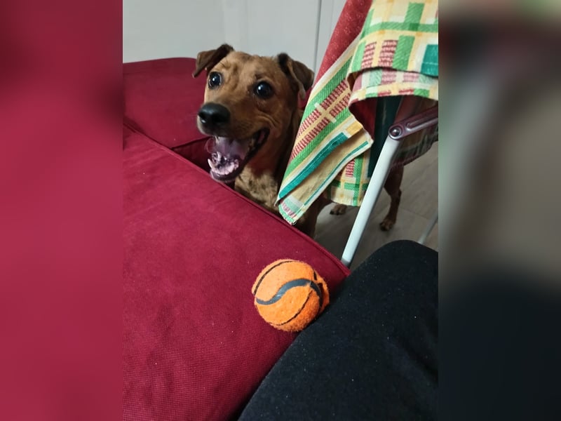 Cheto, sehnt sich wieder nach einem Zuhause