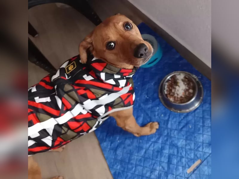 Cheto verliert unverschuldet sein Zuhause