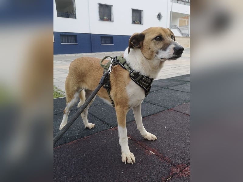 Athena - seit fast drei Jahren wartet sie im Tierheim