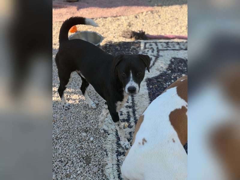 Benito, ein zarter Katzenfreund