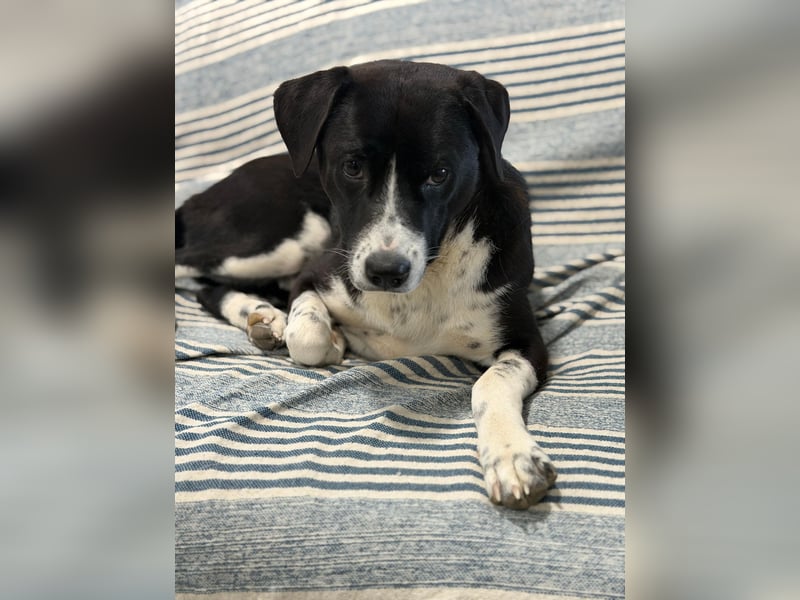 Benito, ein noch schüchterner Hundebub