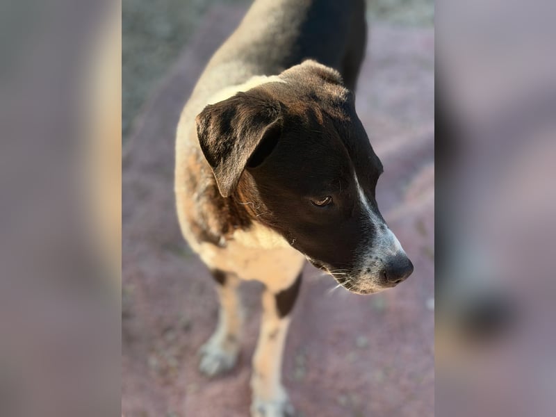 Benito, ein noch schüchterner Hundebub