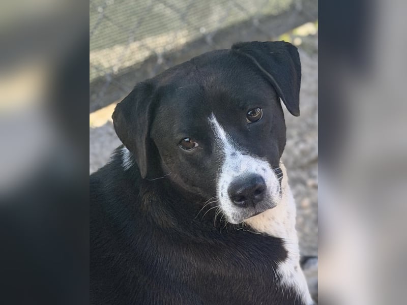 Benito, ein noch schüchterner Hundebub