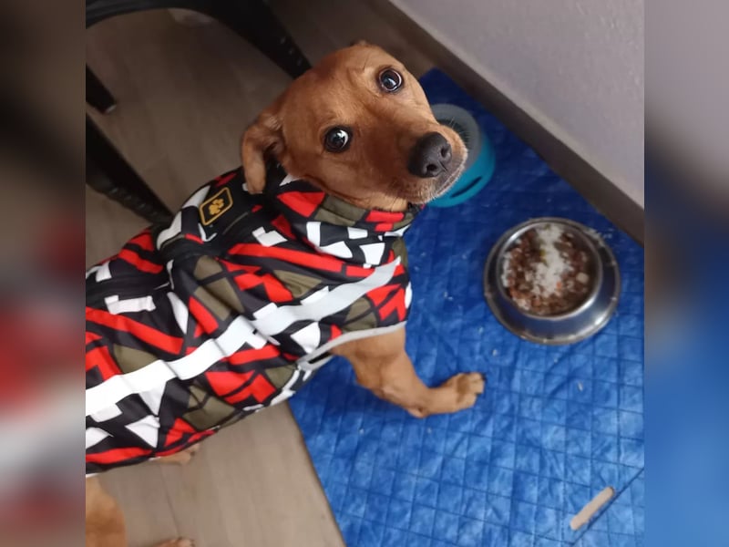 Cheto, hat seine Familie verloren