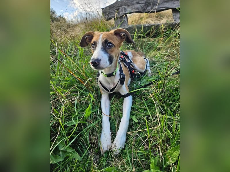 Asta - kleine Kuschelmaus sucht Sicherheit auf vier Pfoten