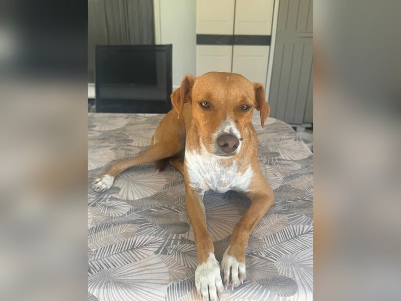 Rafa ,ein schüchternes Herzchen sucht seine Familie