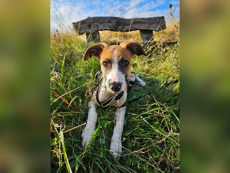Asta - kleine Kuschelmaus sucht Sicherheit auf vier Pfoten