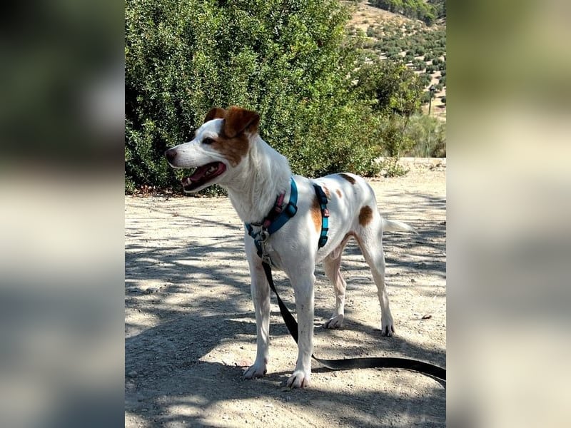 Rodri, ein wunderbarer Kumpel