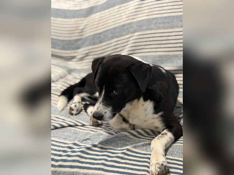 Benito, ein noch schüchterner Hundebub