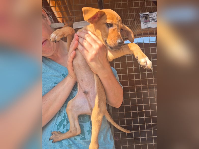 Fuet , kleiner Hundejunge möchte lernen, den Menschen zu vertrauen
