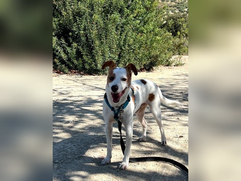 Rodri, ein wunderbarer Kumpel