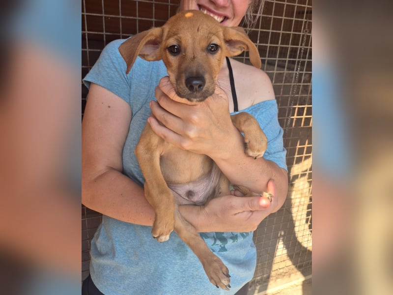 Fuet , kleiner Hundejunge möchte lernen, den Menschen zu vertrauen