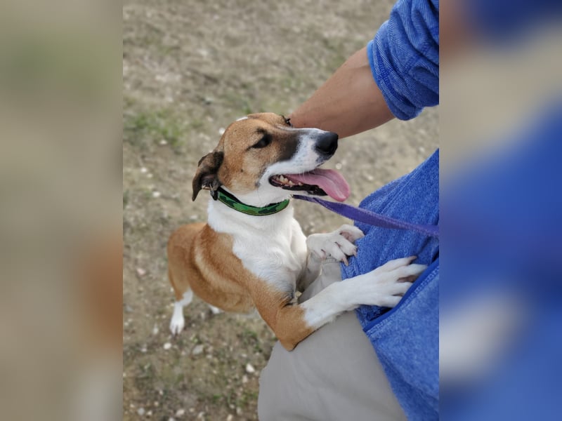 Athena - seit fast drei Jahren wartet sie im Tierheim