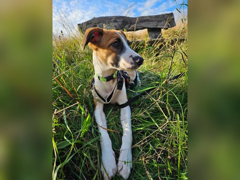 Asta - kleine Kuschelmaus sucht Sicherheit auf vier Pfoten
