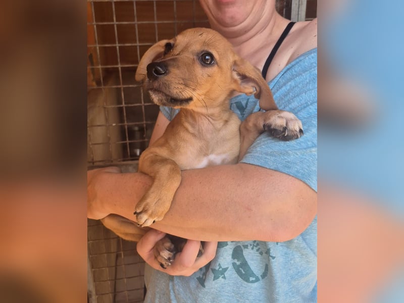 Fuet , kleiner Hundejunge möchte lernen, den Menschen zu vertrauen