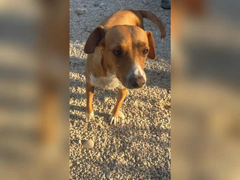 Rafa – ein schüchternes Herzchen sucht seine Familie