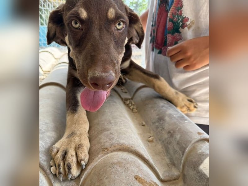 Bruno sucht seine Familie