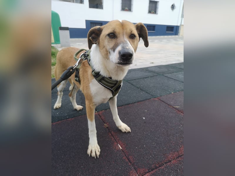 Athena - seit fast drei Jahren wartet sie im Tierheim
