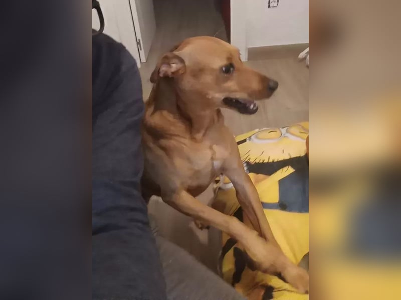 Cheto verliert unverschuldet sein Zuhause