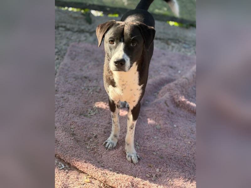 Benito, ein noch schüchterner Hundebub