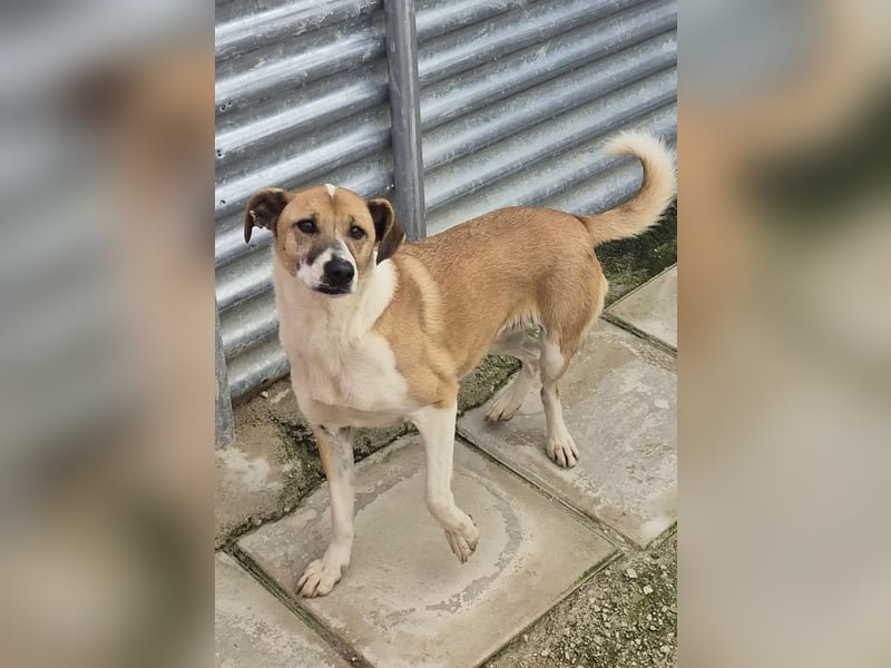 Athena - seit fast drei Jahren wartet sie im Tierheim