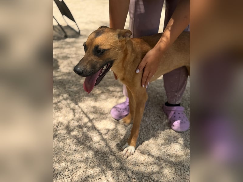 Lola - hübsche braune Junghündin möchte endlich ankommen